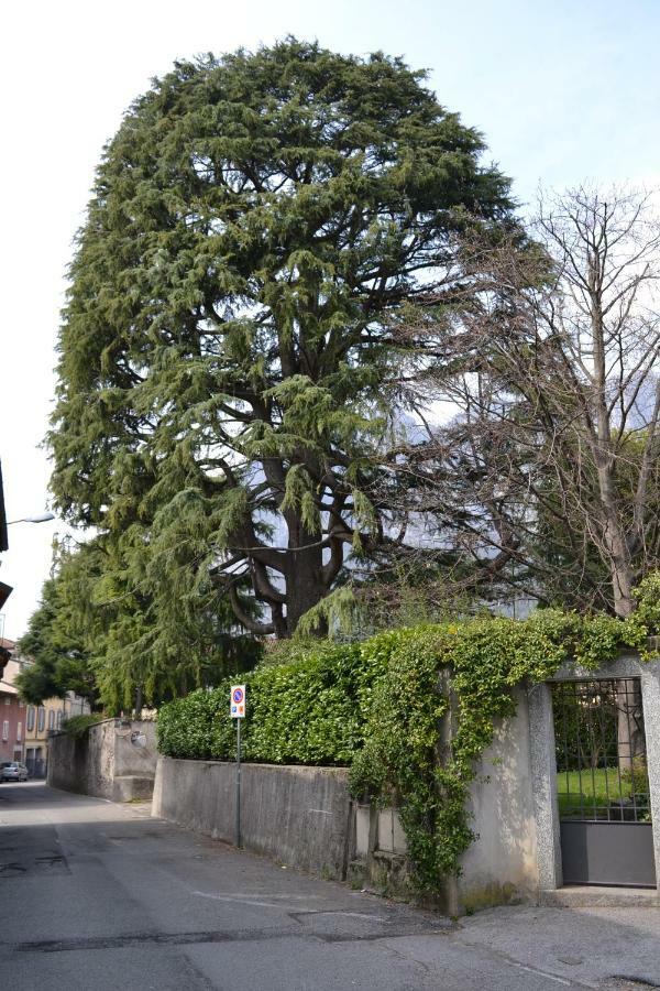 Willa Casa Del Cedro - Cedar House Lecco Zewnętrze zdjęcie